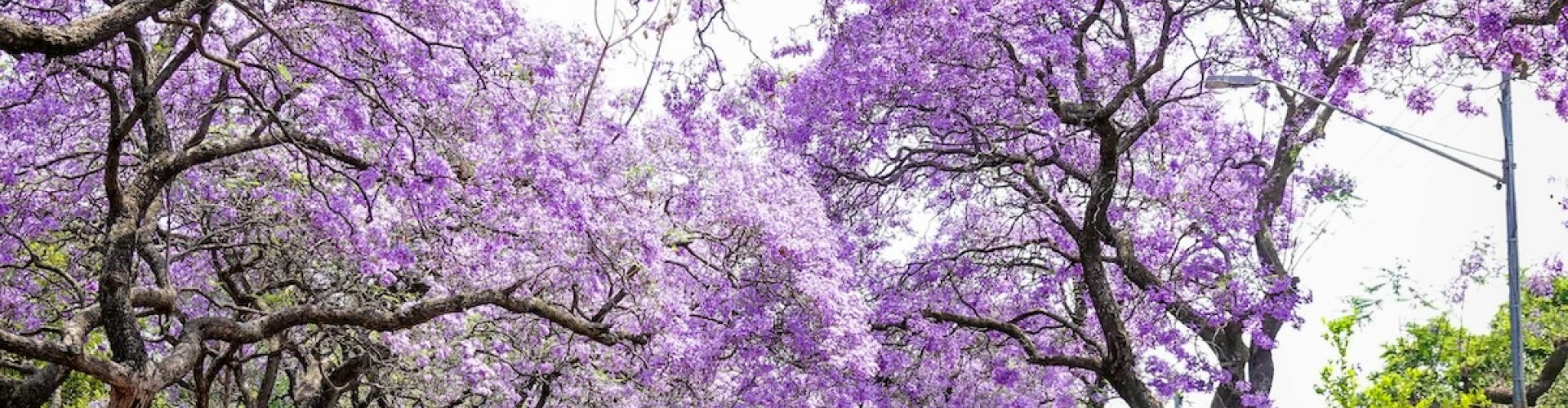 Best nightlife in Pretoria, ZA